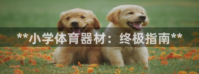 富联娱乐代理怎么做赚钱：**小学体育器材：终极指南*